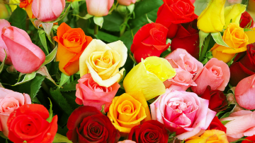 Various Colored Roses