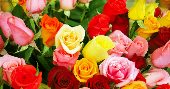 Various Colored Roses