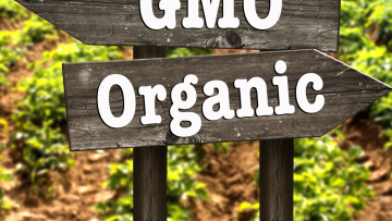 GMO vs Organic
